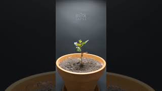 APPLE TREE Growing From Seed TIME LAPSE - 171 Days