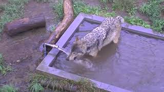 仲良く水浴びジェイとルーク~Wolves who enter water and cool oneself