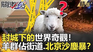 關鍵時刻精選│封城下的世界奇觀！羊群佔街道.北京沙塵暴？-劉寶傑 姚惠珍  李正皓 黃世聰 吳子嘉  朱學恒  馬西屏  劉燦榮  眭澔平