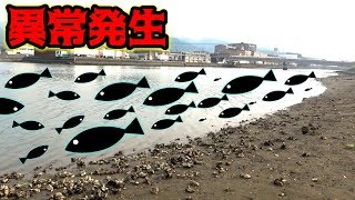 ＃1　近所の川に海の魚が大量発生！！