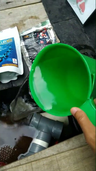 clay koi, alpha bacteria starter, efektif ga untuk air lebih bening?telat upload😁