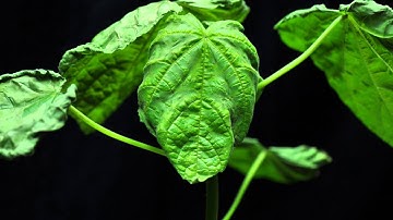 x4 Glufosinate (SOA 10) velvetleaf close