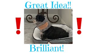 How to make a towel cone for your small dog!