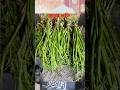 কচুর লতি খাইতে খুবই স্বাদ #viralshort