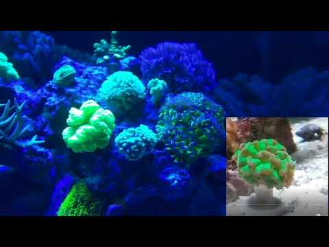 gallone Miracle Mud, Reef Roids and Fuel, My secret to success