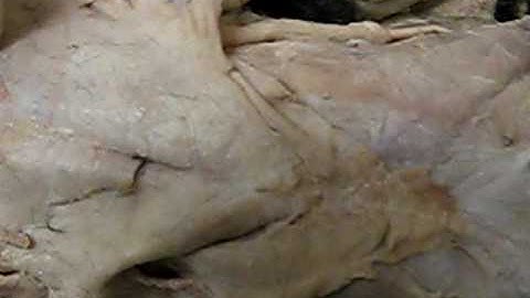 Cat Dissection part 1