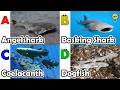 ABC phonics animals | ABC Sea Animals song | Alphabets Kids Song #angelshark