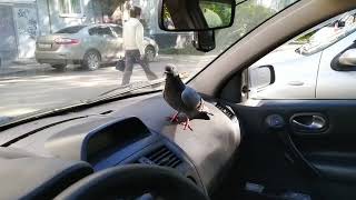 Наглый голубь сел в машину, и не хочет уходить.