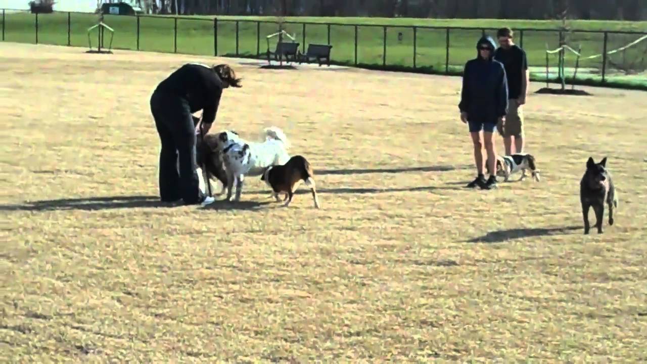 Dog park fun! Off leash, Lewisville Texas YouTube
