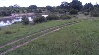 Djuma Private Game Reserve Live Stream