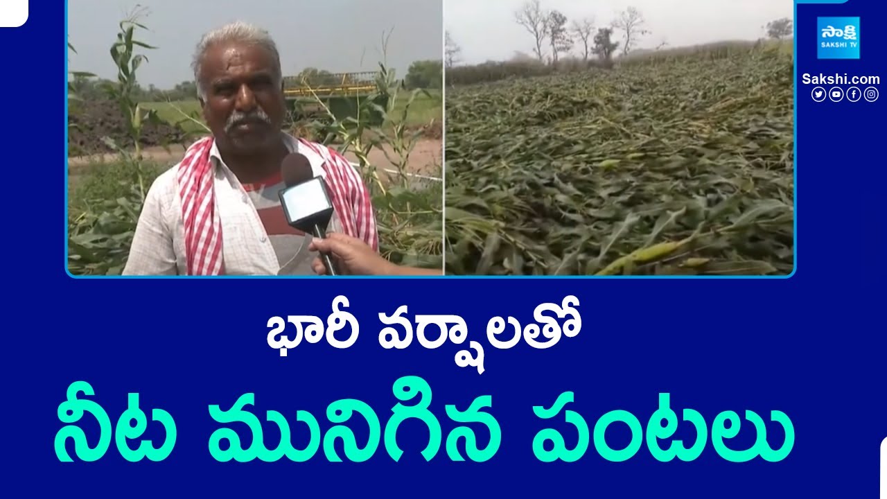 Huge Crop Loss due to Heavy Rains in Karimnagar | @SakshiTV - YouTube