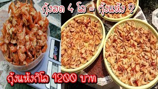 วิธีทำกุ้งแห้ง กิโล 1200 ด้วยงบหลักร้อย ทำกินเองง่ายๆสะอาดปลอดภัย Asia Food Secrets