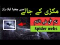 Makdi ke jale  hazrat ali as ke aqwal  blagh tv  spider webs  waseem abbas