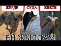 ҚҰРЛЫҚТАҒЫ, СУДАҒЫ ЖƏНЕ КӨКТЕГІ ЕҢ ЖЫЛДАМДАР!