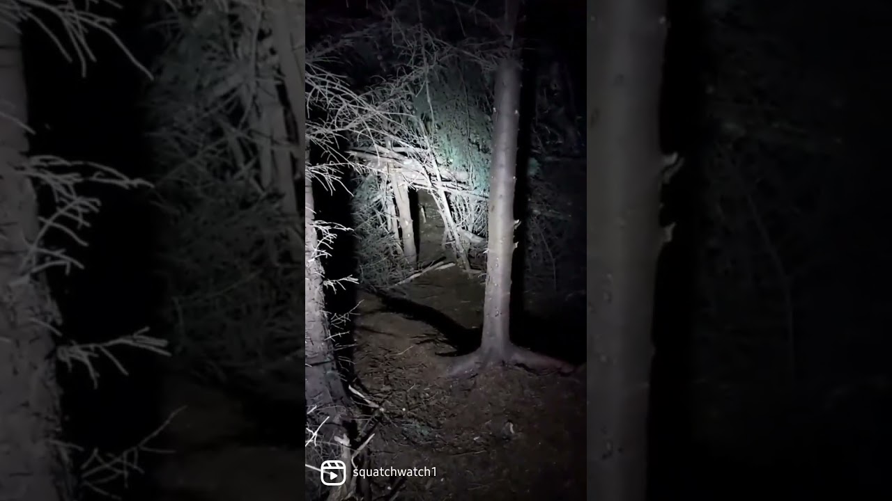 tree structure in the woods.  