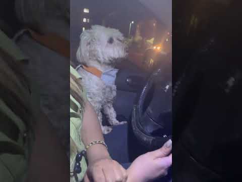 ماجراهای لوسی 