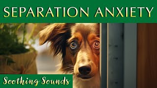 Soothing Sounds for Anxious Dogs 🐶 Music to Calm Your Furry Friend