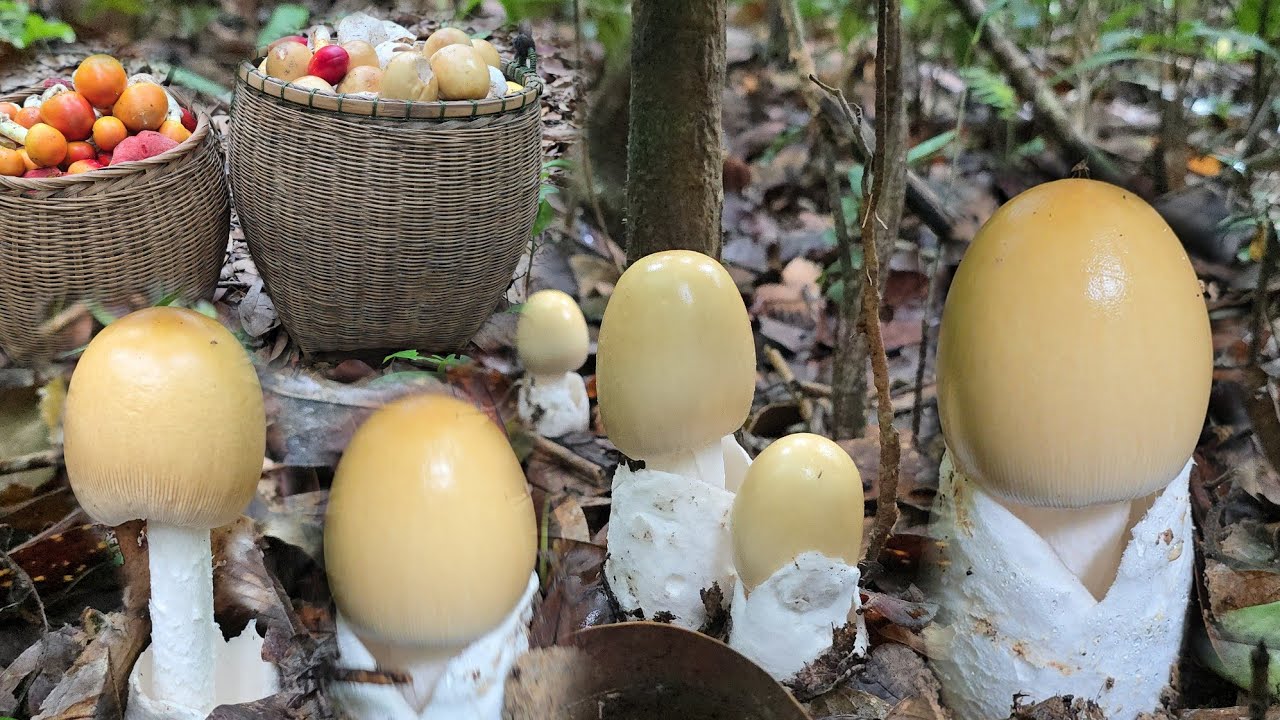 หมานๆเห็ดระโงก!! 2กะต่าเต็มๆ ดอกใหญ่ๆ สวยๆๆ!! 4 มิถุนายน 2568 หมานๆครับ