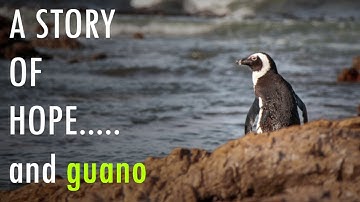 Saving Penguins - A Stinky Endeavor