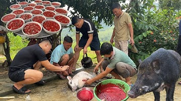 Tiết Canh, Làm Thịt Con Lợn Rừng | Nguyên TM