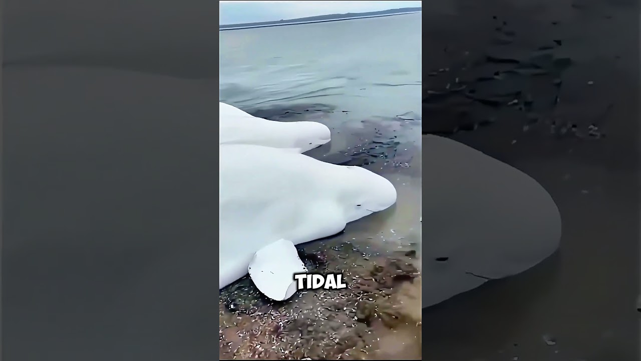 Fishermen find stranded beluga whales in Russia 😱