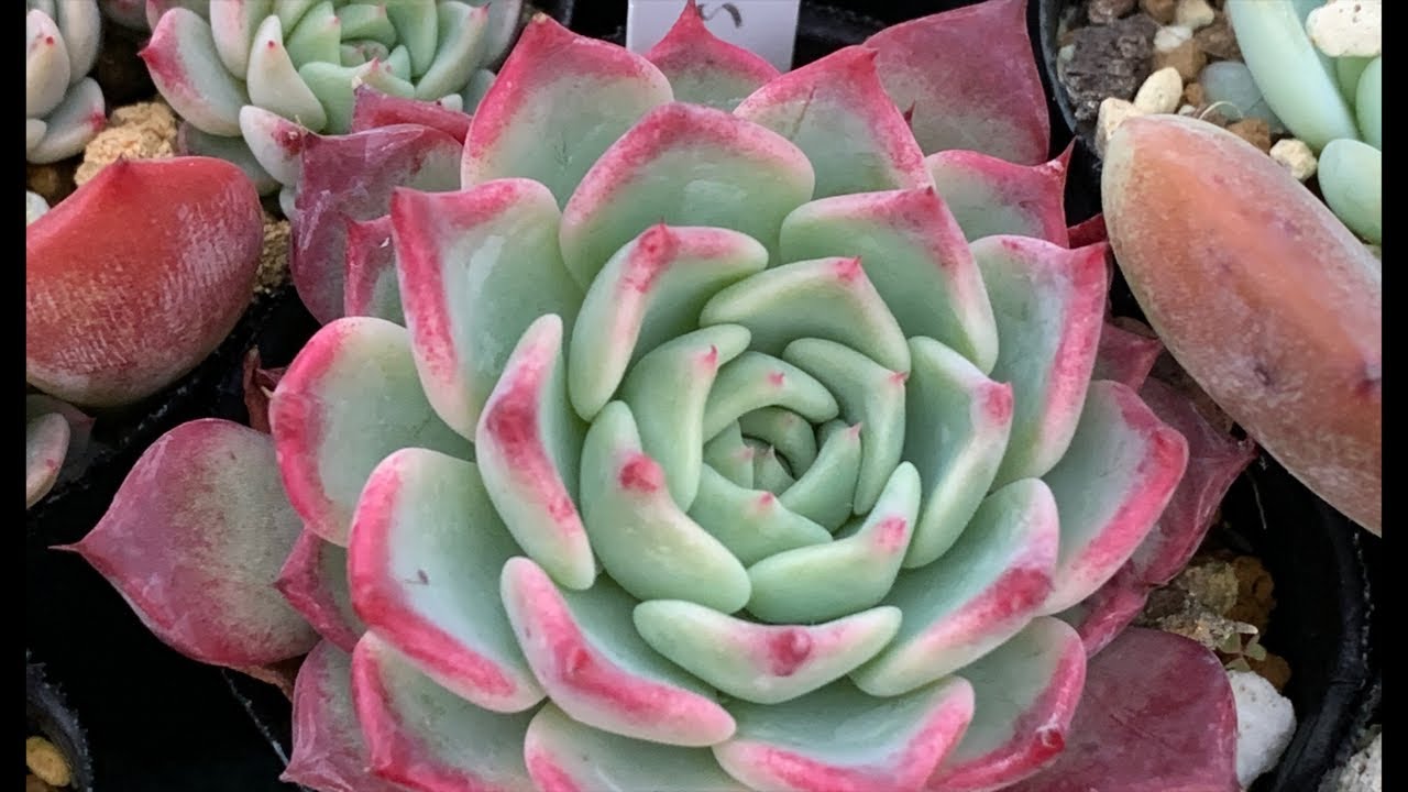 多肉植物 植え替えするよっ Youtube