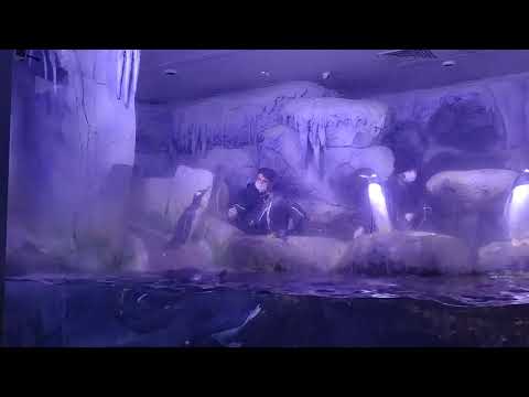 İstanbul Florya akvaryum'daki müthiş gezimiz deki bir bölümde penguen leri beslerken.
