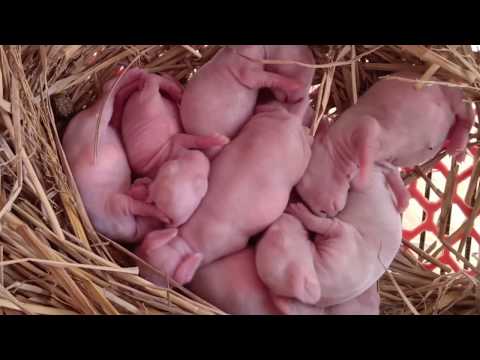 Thỏ Đẻ 2 Ngày Nên Làm Gì