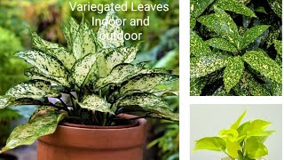 House plants varigated Permanent Low maintenance /Indoor outdoor/ #homegardeningandideas