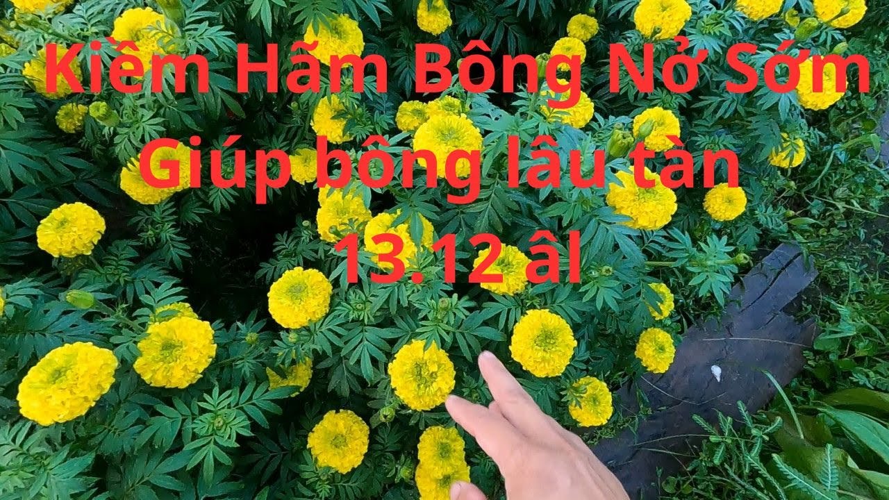 Mẹo Kiềm Hãm Bông Nở Sớm 13.12 AAL || Extend flower bloom time