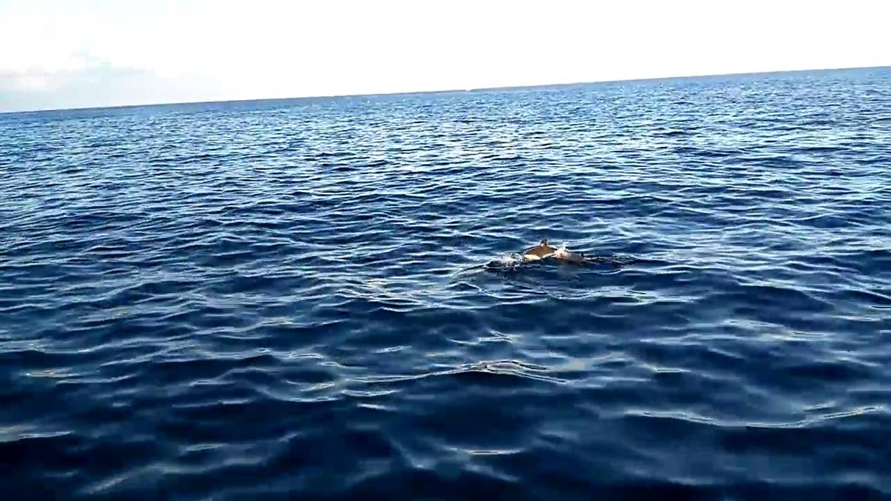 Delfini a Palermo