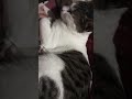 #catlovers #catandpuppiesworld #song #dilkakoitudayahi