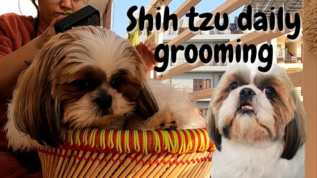 ozzu-s-daily-cleaning-routine-daily-grooming-shih-tzu-cleaning
