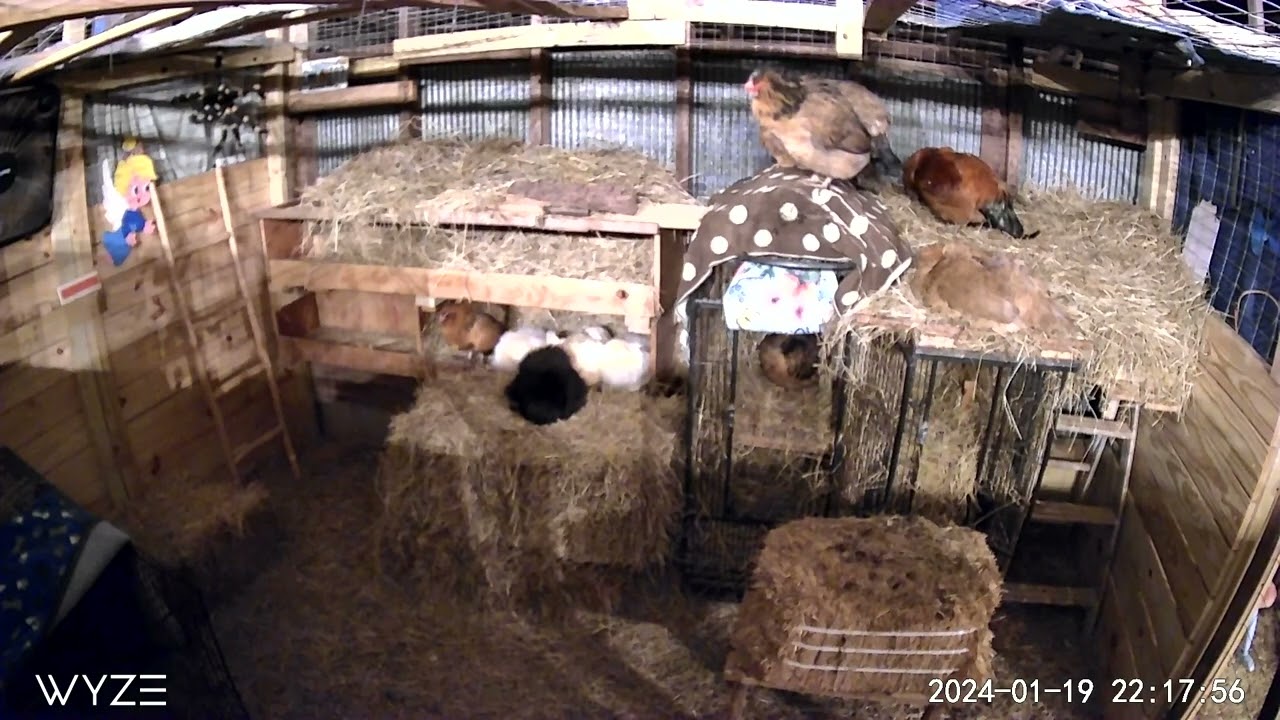 Nighttime barn camera footage of our roosters and hens