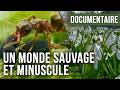 The Secret Life Of The Garden A Surprising Ecosystem Nature Wildlife Documentary 