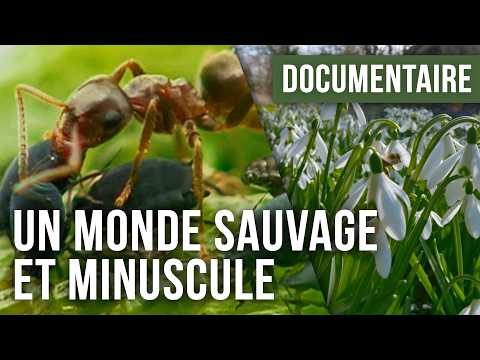 The Secret Life of the Garden: A Surprising Ecosystem! – Nature & Wildlife Documentary