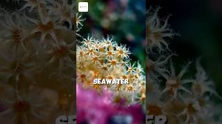 Tiny But Mighty Meet The Coral Polyps, Natures Underwater Architects