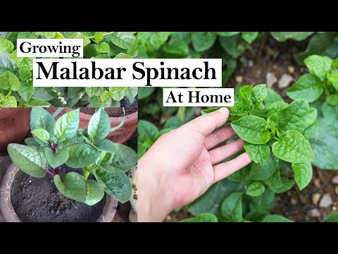 Wideo: Malabar Szpinak Rośliny - Jak Uprawić Malabar Szpinak