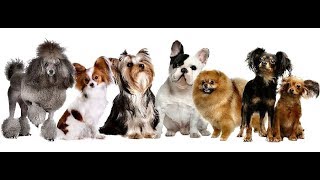 КОМНАТНО - ДЕКОРАТИВНЫЕ СОБАКИ/little dog/ Идеально для квартиры/ ЗНАКОМСТВО КОМНАТНО - ДЕКОРАТИВНЫЕ СОБАКИ/little dog/ Идеально для квартиры/ ЗНАКОМСТВО