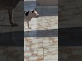 لولو بتصطاد دهب بنتها كلاب Foryou اكسبلور Pitbull اعتني Americanbully المراره Dog 