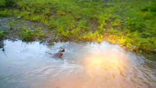 Atascaderos gpe y calvo del potrero al porvenir