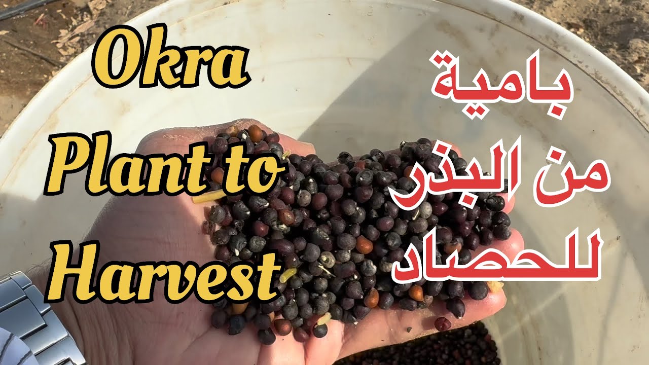 زراعة البامية من بذوري | من البذر للحصاد بالتنقيط