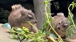 Fighting Hyrax Close Up Fighting Twin Sister Hyraxes - And One Friendly Mother Hyrax -