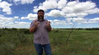 How We Grass Finish Beef at Buck Creek Meats