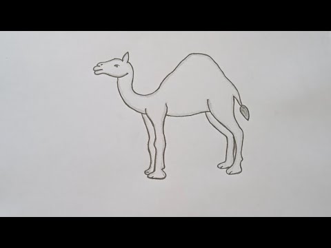 How to Draw Camel Bactrian Easy - YouTube