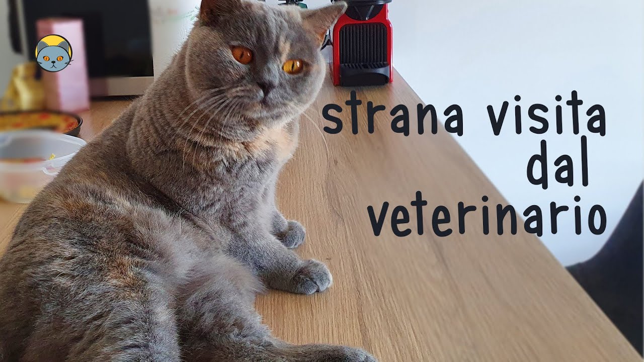 Gengivite nei gatti?