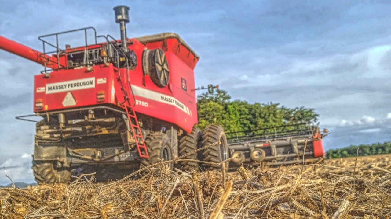 Colheita de soja com a MF 9790 - conteúdo novo ✅