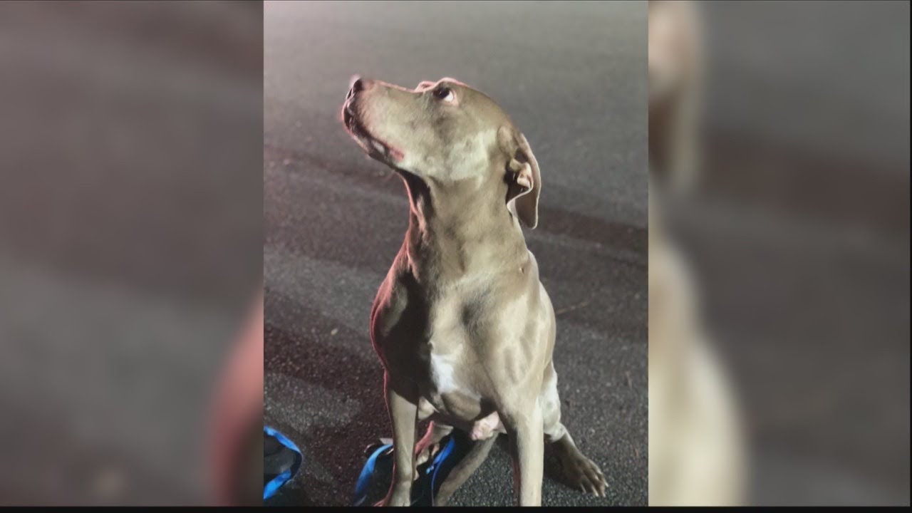 Dog helps save family from fire - YouTube