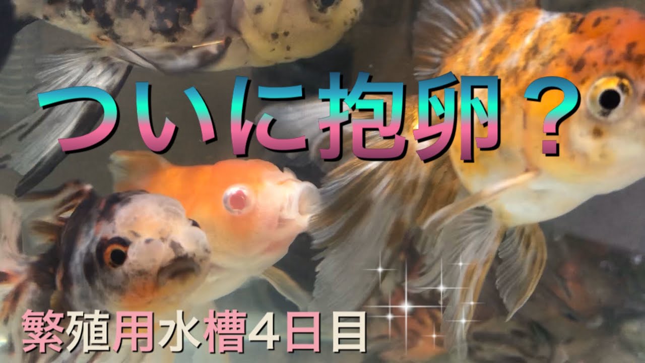 金魚の抱卵 繁殖水槽の変化とお腹ふっくら Youtube