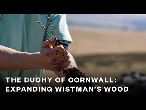 Wistman's Wood, The Duchy of Cornwall - Expanding an ancient rainforest